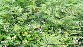 Valles Altos del Nansa y Saja y Alto Campoo, Cantabria, España